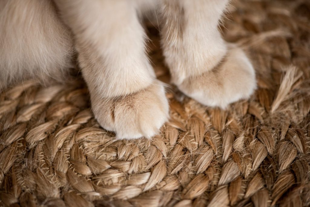 Free Creative Brief Guide for Pet Businesses